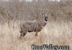 Lesser Kudu in Omo Valley